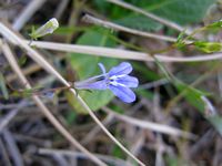 Lobelia kirkii fl2-t.JPG